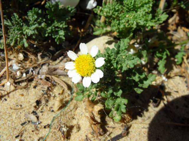 Anthemis secundiramea / Camomilla di Pantelleria